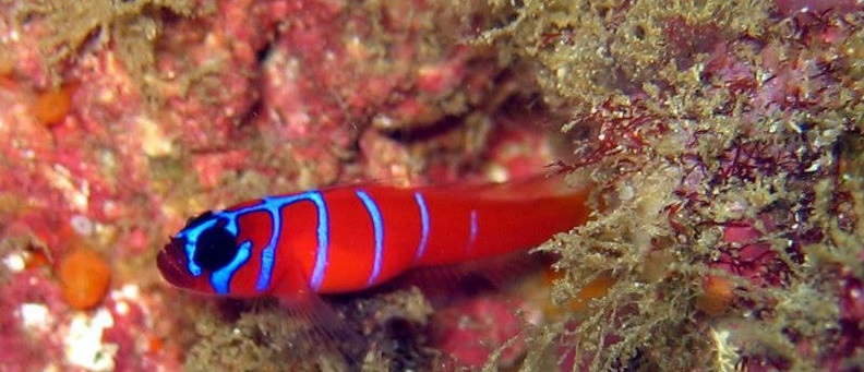 Goby Fish